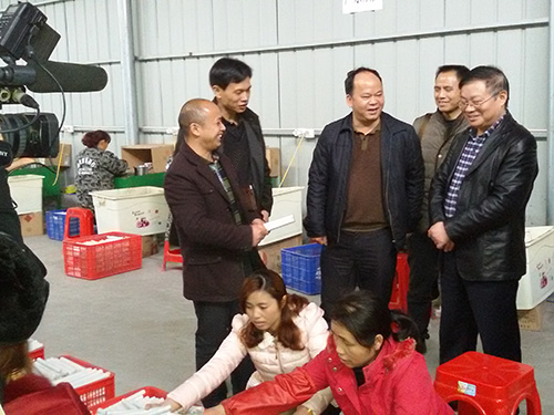 靖州縣委副書記楊秀芳視察漢眾農業