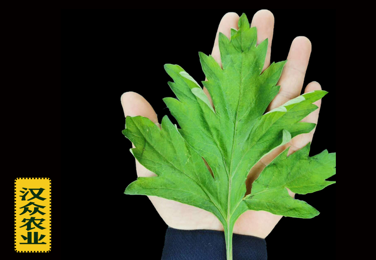 漢眾七角艾草根莖種苗批發