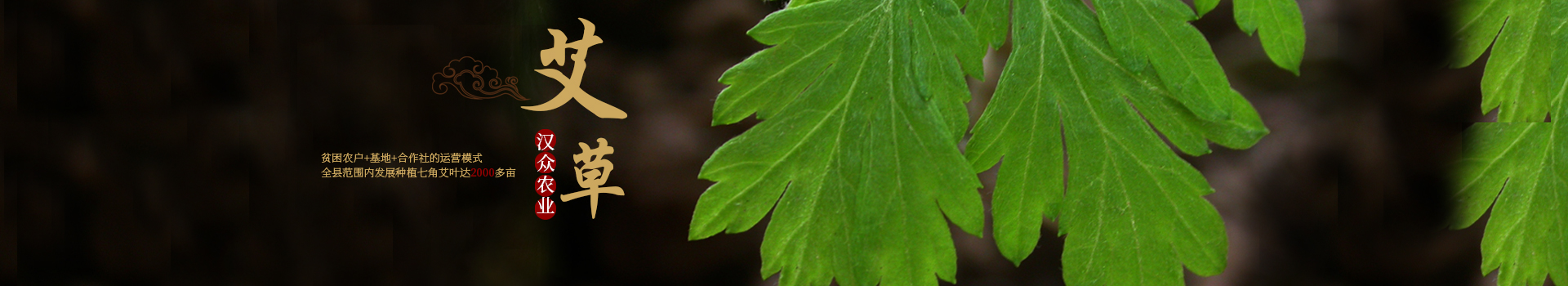 湖南漢眾農業發展有限公司_懷化天然七角艾草植物種植|懷化艾制品制造銷售