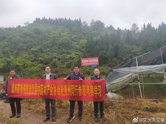 湖南漢眾農業發展有限公司,懷化天然七角艾草植物種植,懷化艾制品制造銷售