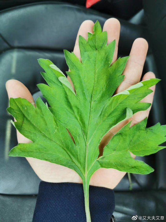 湖南漢眾農(nóng)業(yè)發(fā)展有限公司,懷化天然七角艾草植物種植,懷化艾制品制造銷售