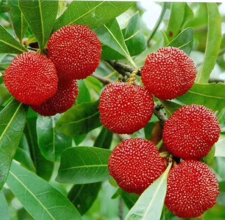 湖南漢眾農(nóng)業(yè)發(fā)展有限公司,懷化天然七角艾草植物種植,懷化艾制品制造銷售